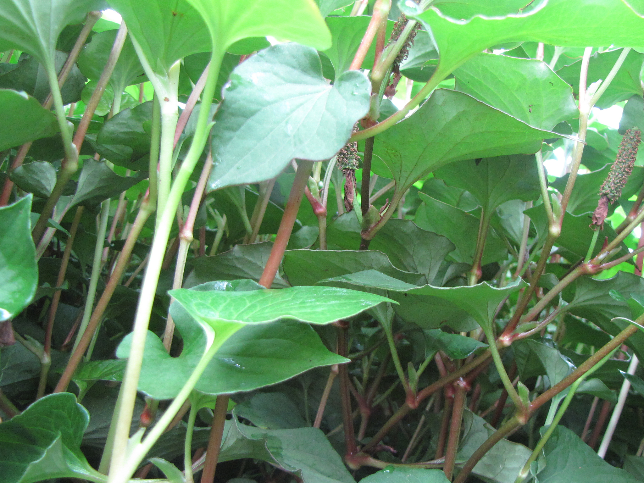 鱼腥草无公害丰产栽培技术,鱼腥草栽培