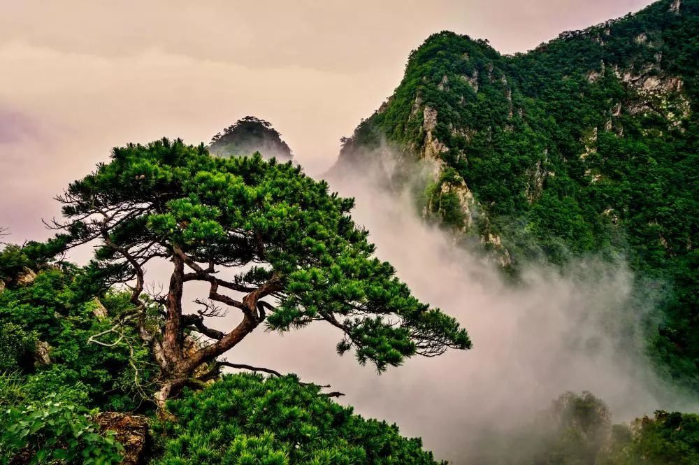 来一场原始森林的探险之旅——大连天门山旅游攻略