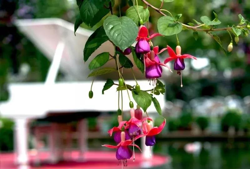 惊艳倒挂金钟,惊艳倒挂金钟图片