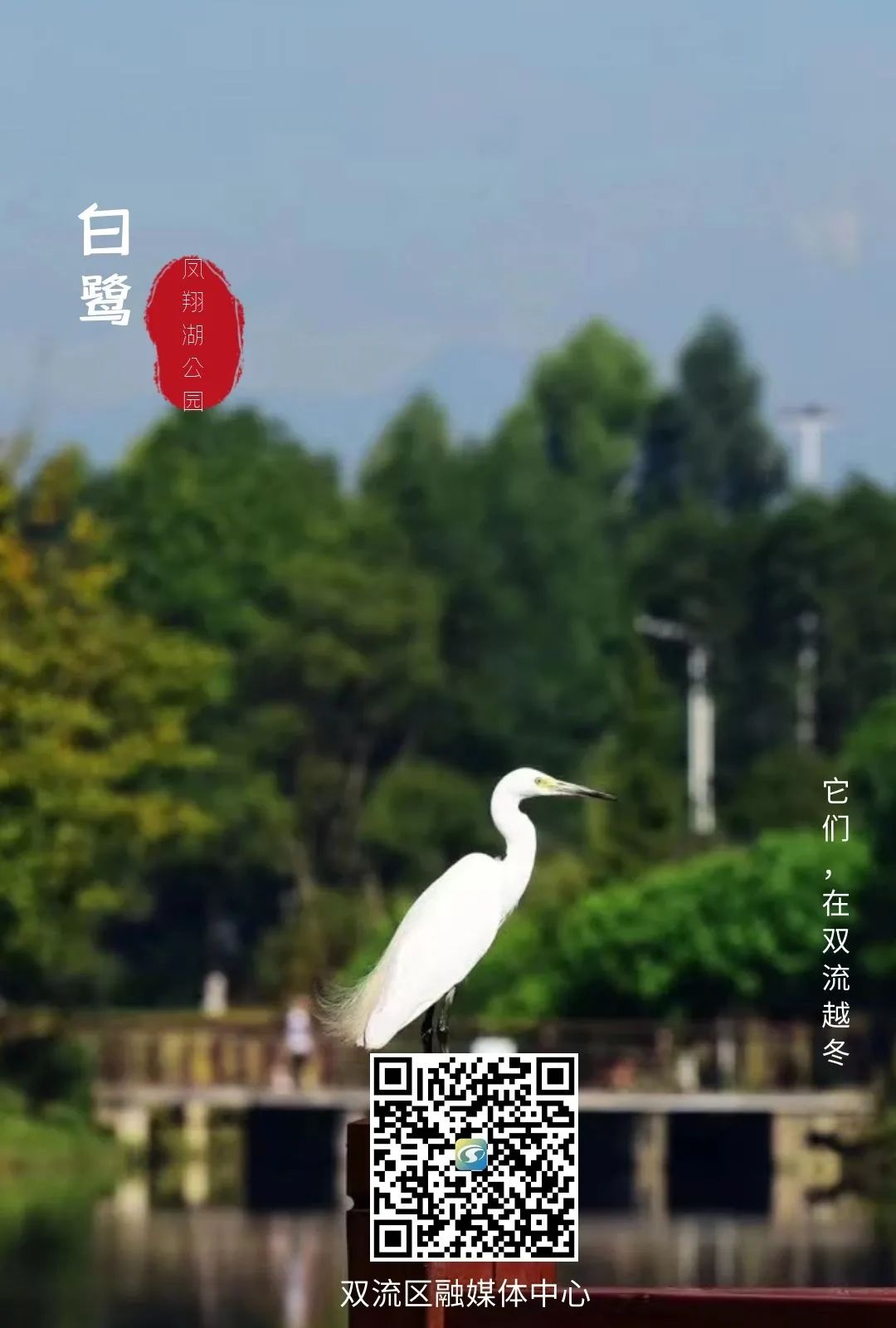 珍稀鸟类现身成都,在双流春游看花