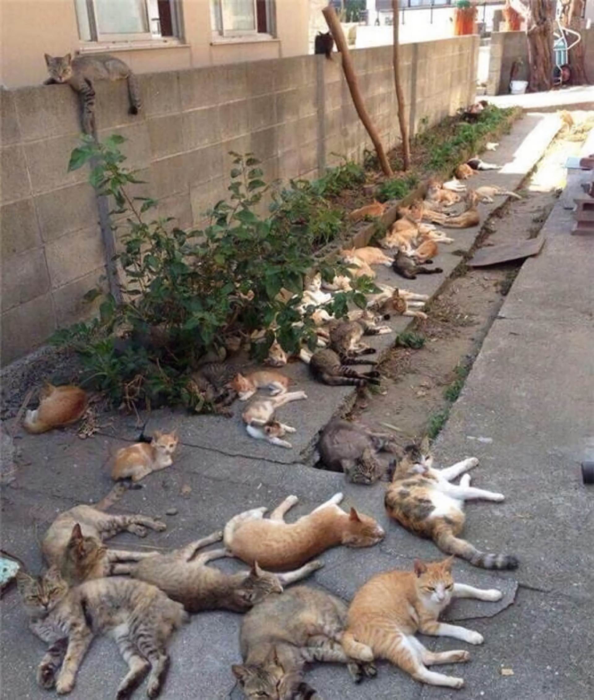 猫薄荷会让猫兴奋咬人,猫薄荷会让猫脾气暴躁吗