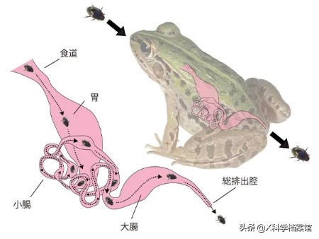 青蛙被昆虫吃掉的视频教程,水甲虫被青蛙吞食