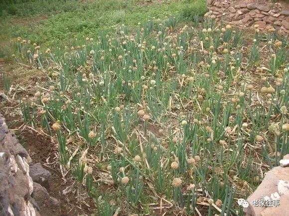 老家的印象和往事 (老家的印象介绍)