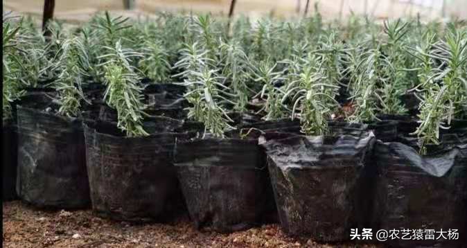 雷大杨：薰衣草好看，苗不好养，带大伙看看怎么做薰衣草育苗