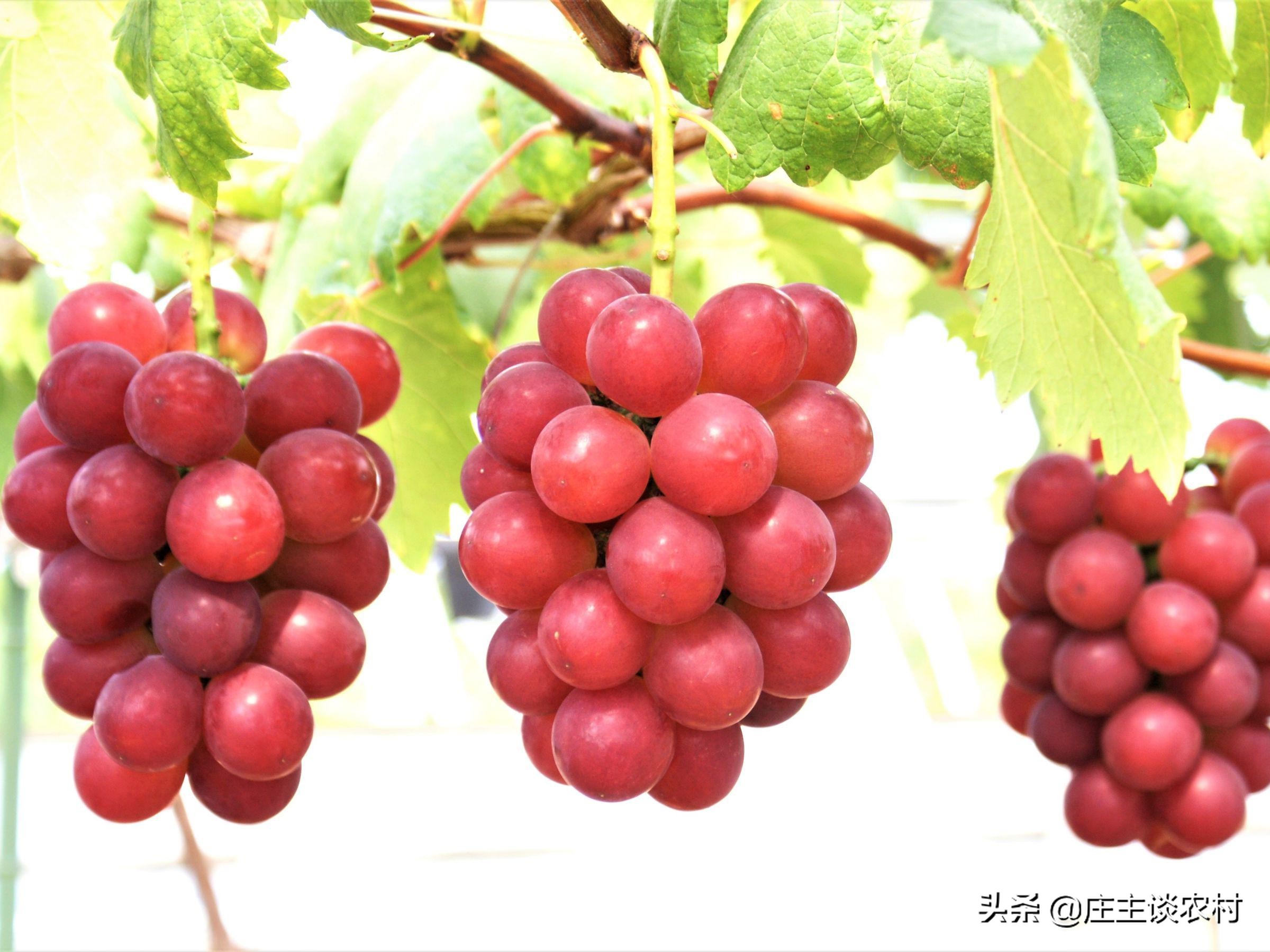 世界上最贵的几种食材有哪些,世界上最贵最顶级的食材