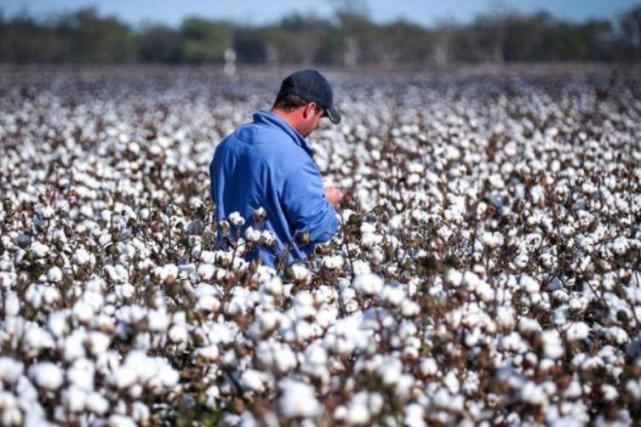澳棉迎来大丰收,棉农却高兴不起来,“天时”来了无“人和”