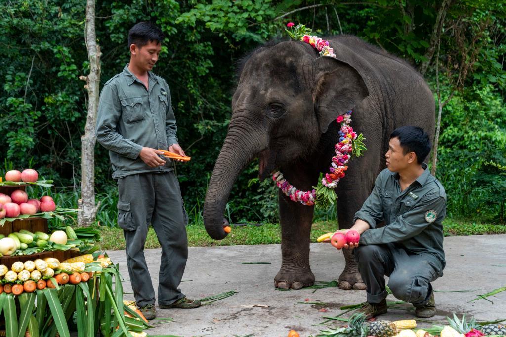 云南象萌翻全世界!外网追直播“吸大象”,夸中国护象措施太可爱
