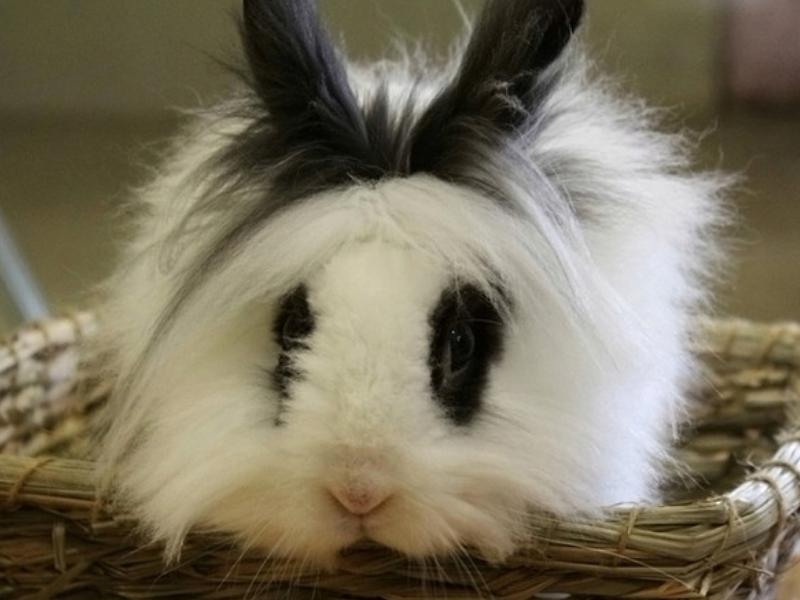什么宠物兔最可爱最好养,最受欢迎十大宠物动物