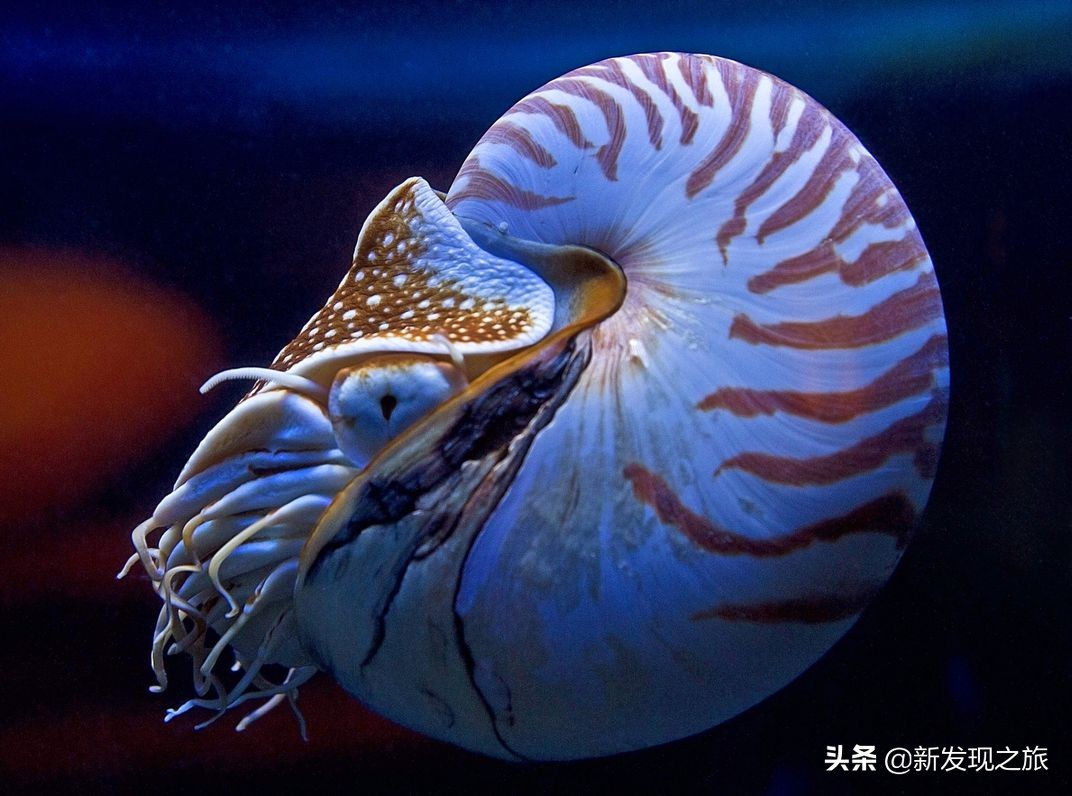 地球第六次生物大灭绝会怎么样,地球曾出现过几次物种大灭亡