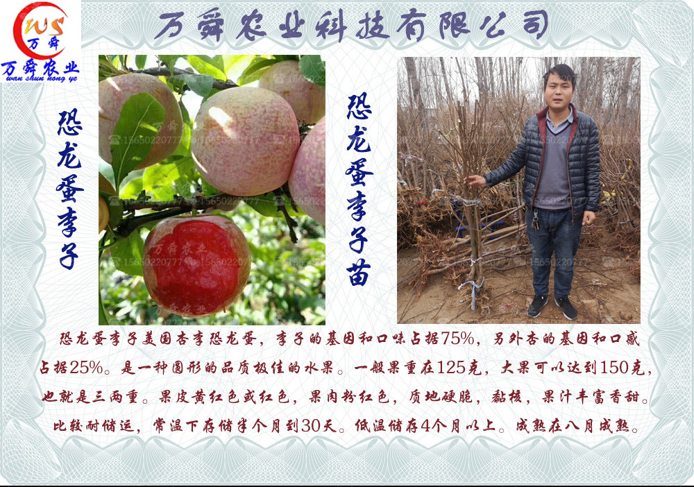 恐龙蛋李子苗繁育基地,恐龙蛋李子苗品种大全