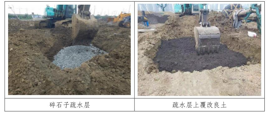 四季不落叶的风景树多少钱一棵,修树技巧风景树