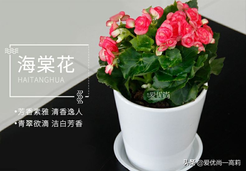 完美搭配，背阴阳台咱们也可以打造一个花园！