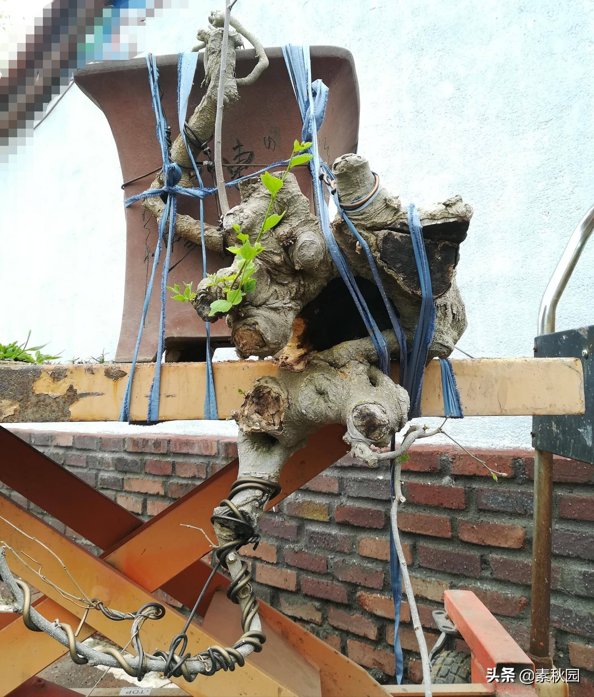 朴树盆景老桩夏季采挖与养坯,各种精品朴树盆景熟桩