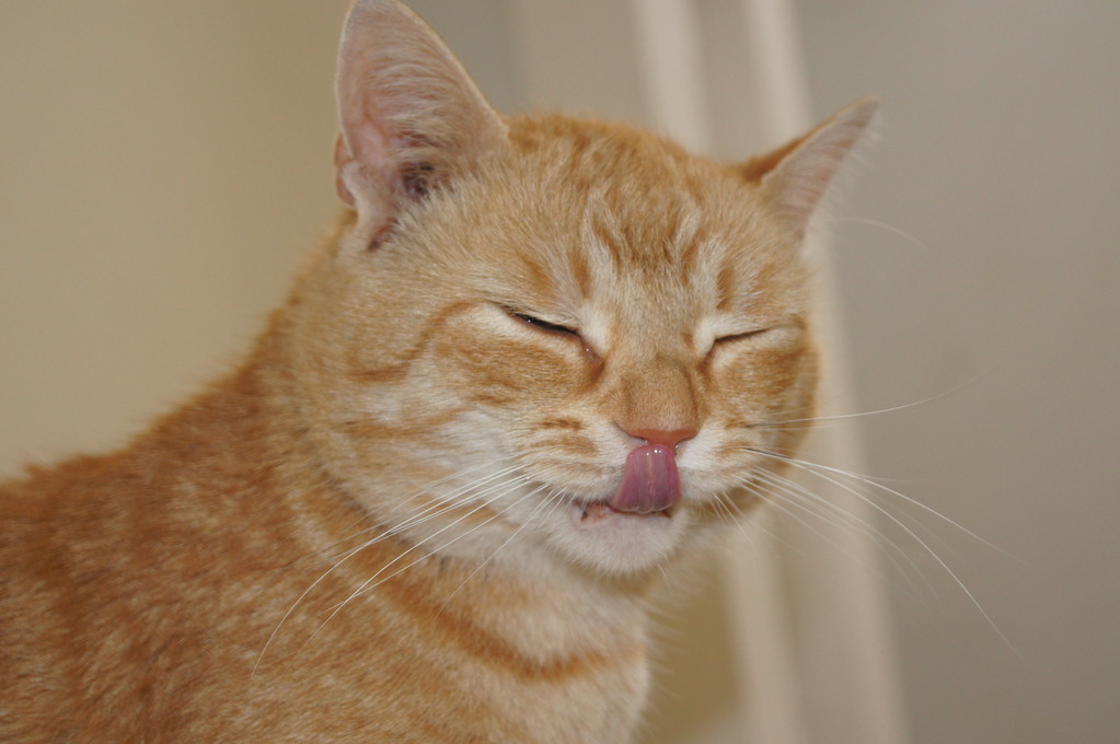 为什么猫咪会舔主人摸过的地方,猫咪舔你的时候代表着什么呢