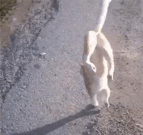 科学研究表明撸猫好处多多,撸猫已经成为了一种“病”