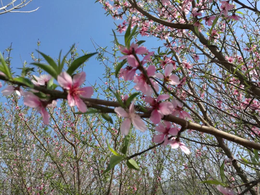 赏鹊林叠翠游魅力李鹊——“好品李鹊”杯短视频大赛开始啦