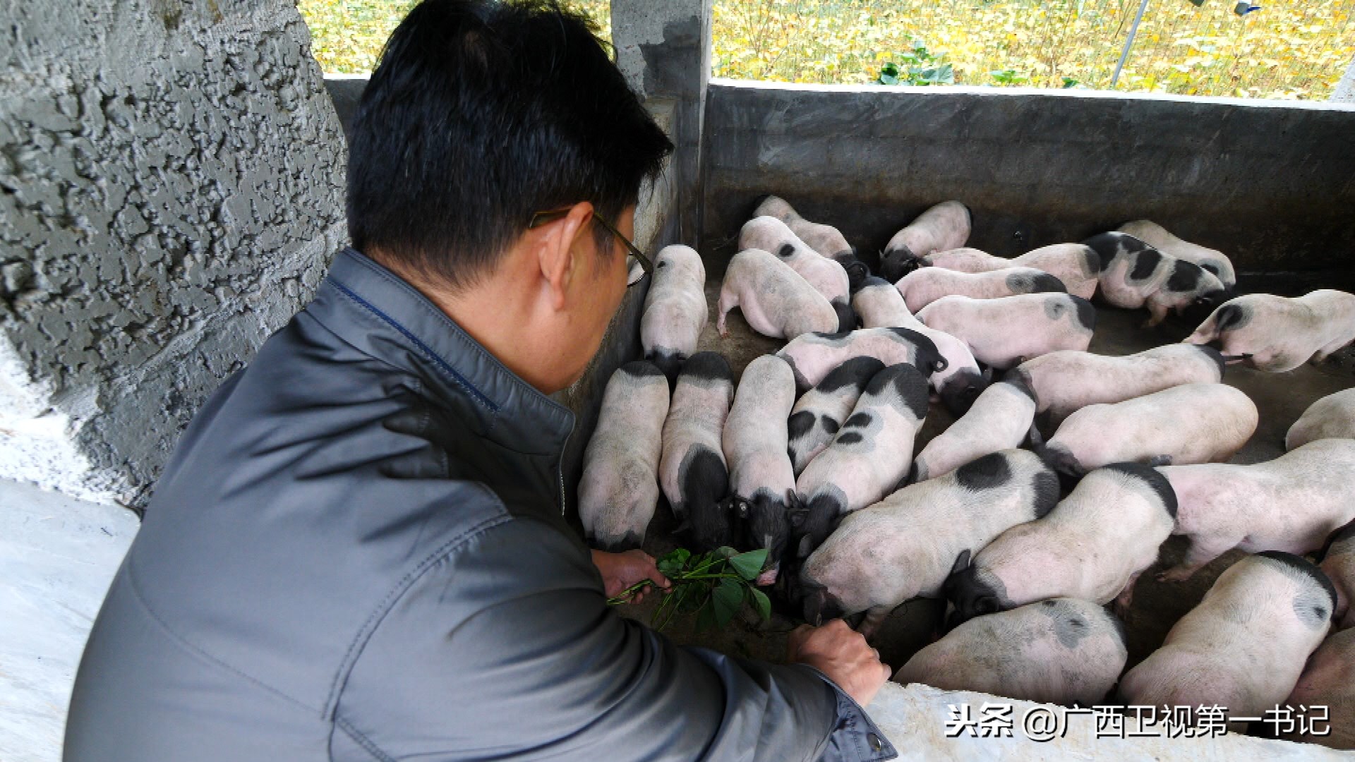 广西巴马的香猪之乡,世界长寿之乡广西巴马香猪