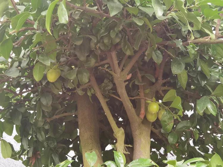 贵州蓬莱仙界旅游攻略,白云区蓬莱仙界景点介绍