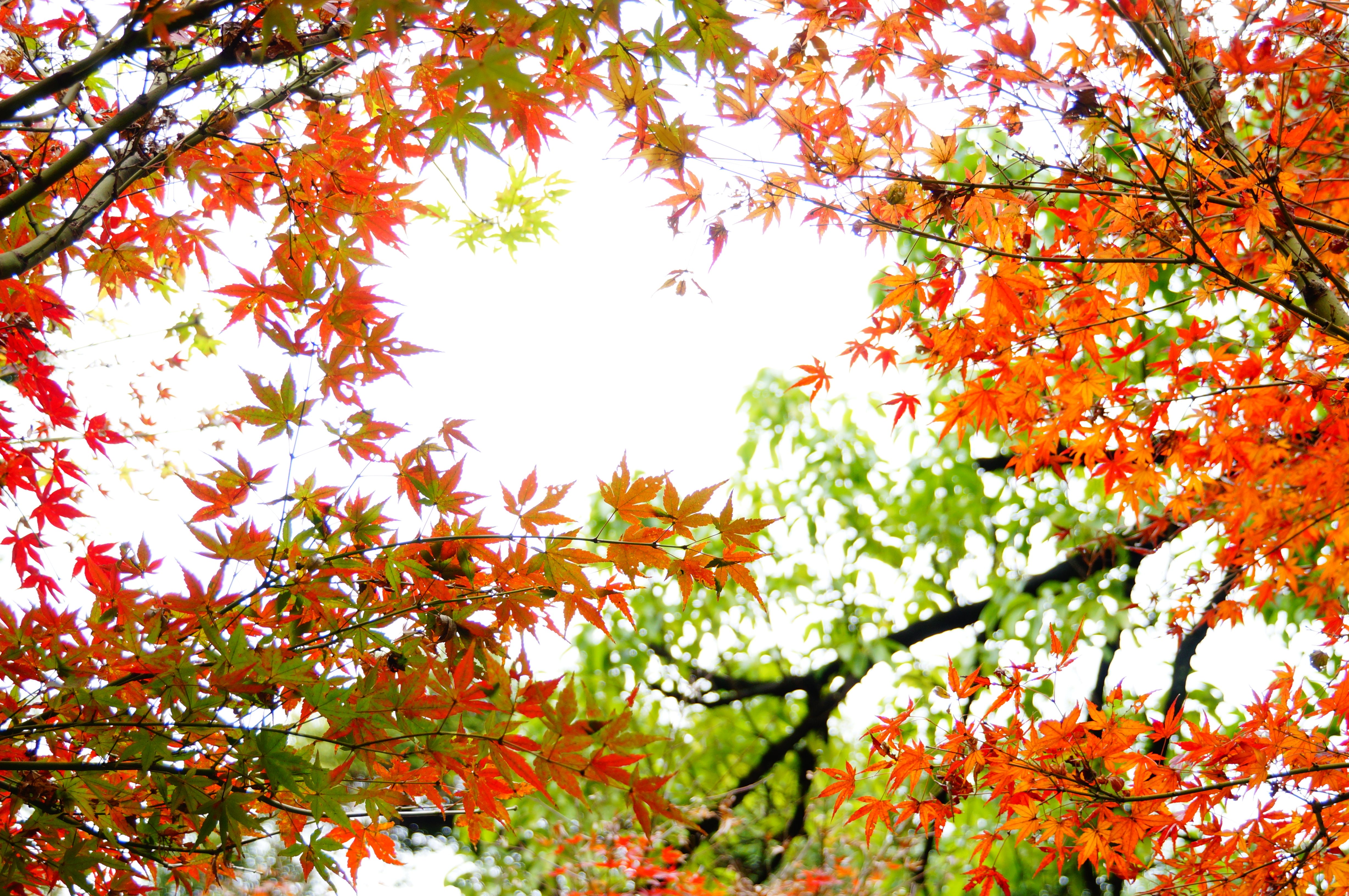 柳州的柳侯公园景色,柳州的秋天美景