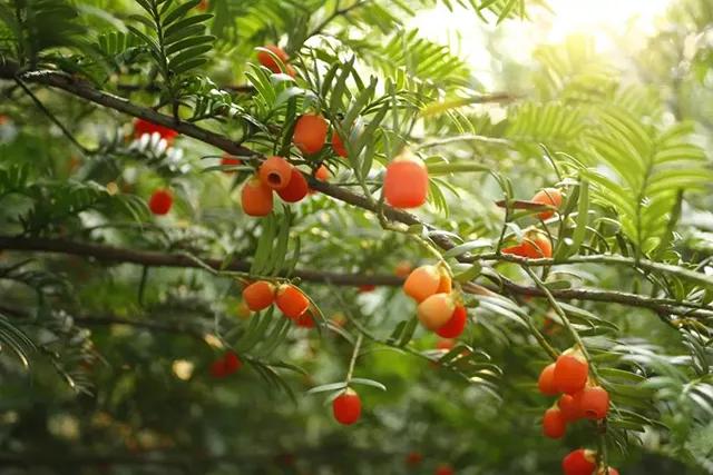 江西铜鼓康养胜地,江西红豆杉景区