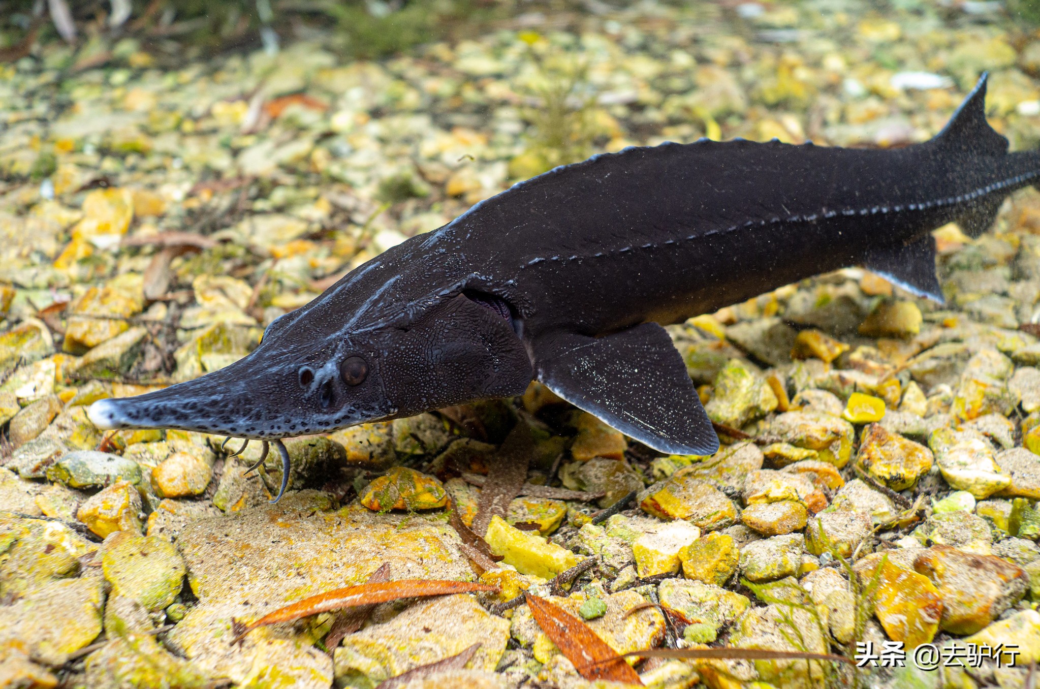 顶级鱼子酱有多贵,鱼子酱到底有多贵