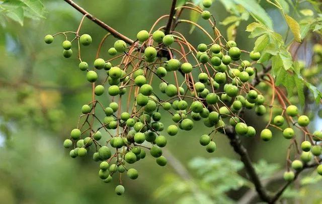 苦楝花开作文,苦楝花开时间