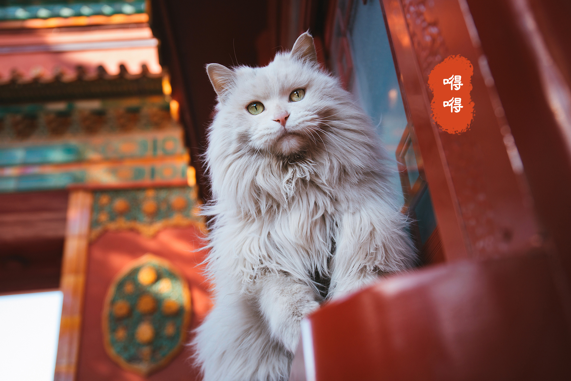 穷养猫vs富养猫的视频,穷养狗vs富养狗