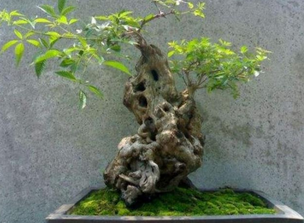 十种不适合做盆景的植物,盆景不用浇水品种