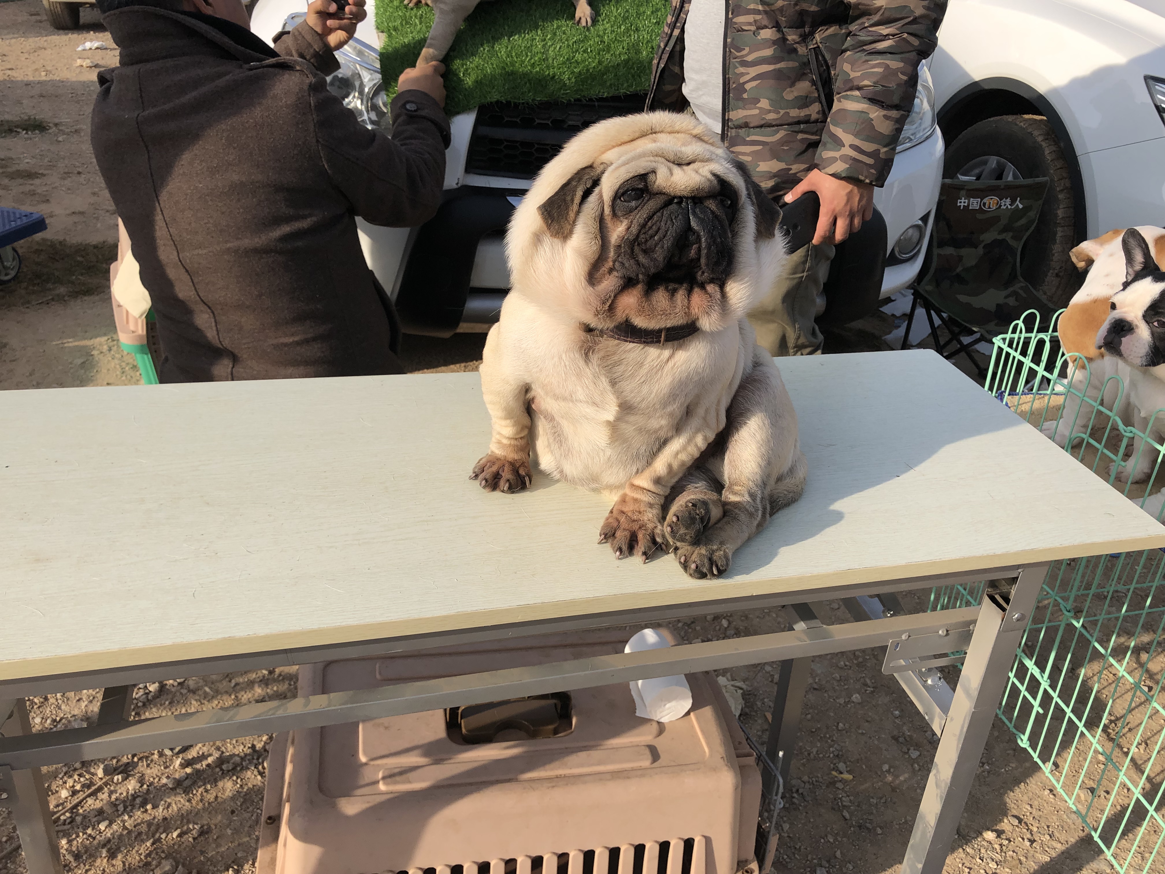 狗市场幼犬出售巴哥,狗市成年藏獒出售