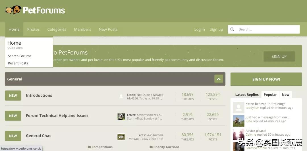 英国可以养的小宠物有哪些,英国如何饲养宠物猫咪