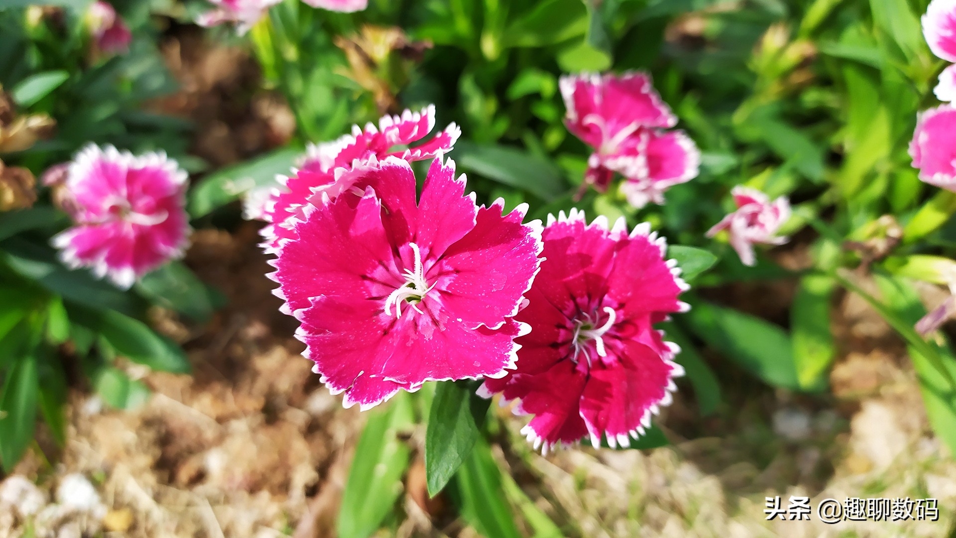 红米note7拍照评测,红米note7拍照对比红米note7pro