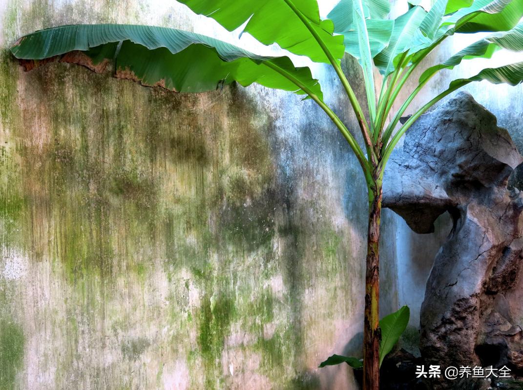 院子里种一棵芭蕉,院子里有芭蕉树好不好