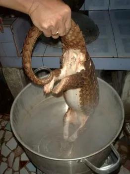 穿山甲除名是真的假的,穿山甲会被除名吗