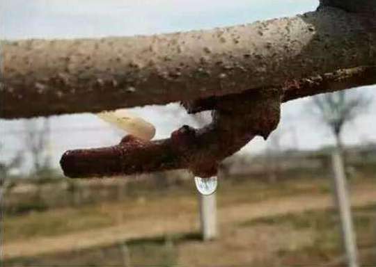 猕猴桃流清水是怎么回事,猕猴桃树流水是怎么回事