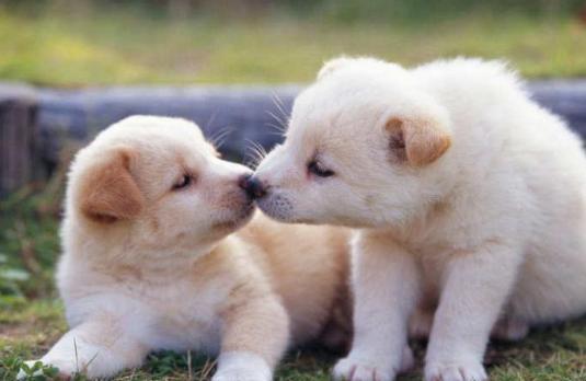 狗狗嘴臭在家怎样清洗,狗狗嘴臭吃什么药可以治