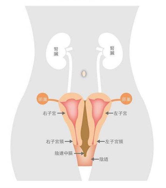 37岁因子宫腺肌症切除子宫,双子宫腺肌症治疗方法