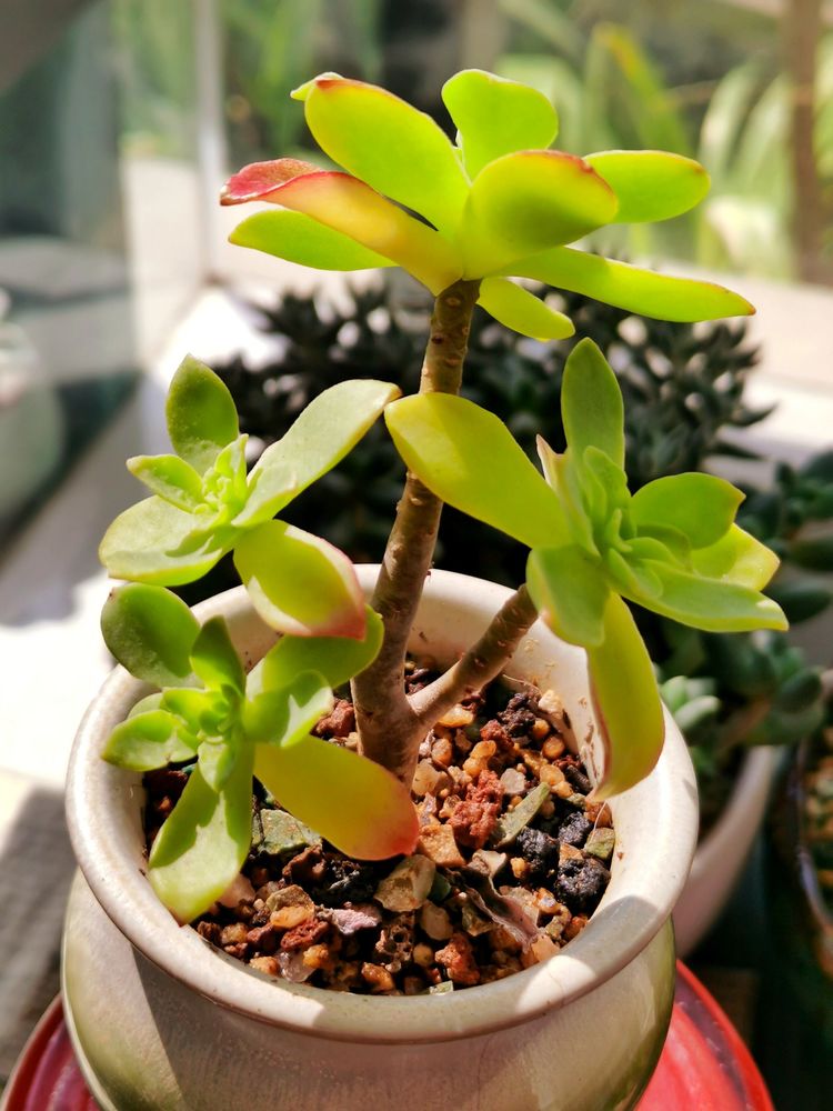 记录多肉长大的全过程,记录所有多肉成长过程