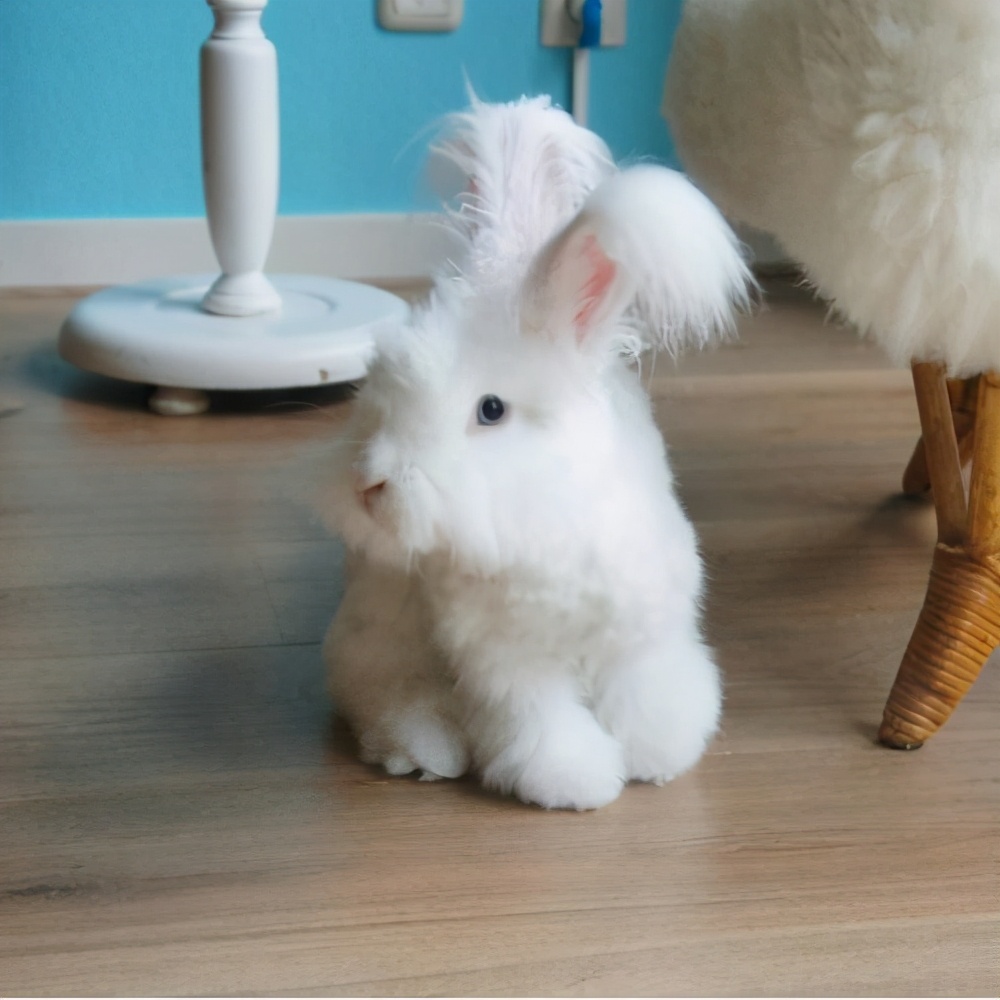 宠物兔价格一般多少钱一只,宠物兔的价格是多少钱一个