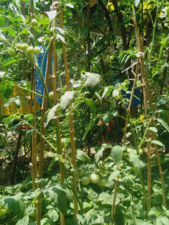 樱桃番茄最好的颜色,樱桃番茄挑选