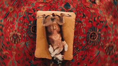 澳洲的蛤蟆有哪些,澳洲蛤蟆泛滥成灾