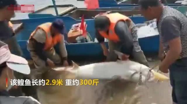 海中最大的鱼有多重,体型最大的鱼是鲸鱼吗