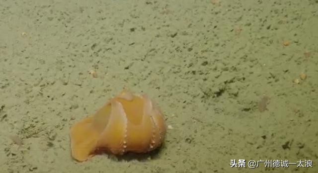 世界上十大很少见到的动物,世界上最受欢迎的动物排行榜