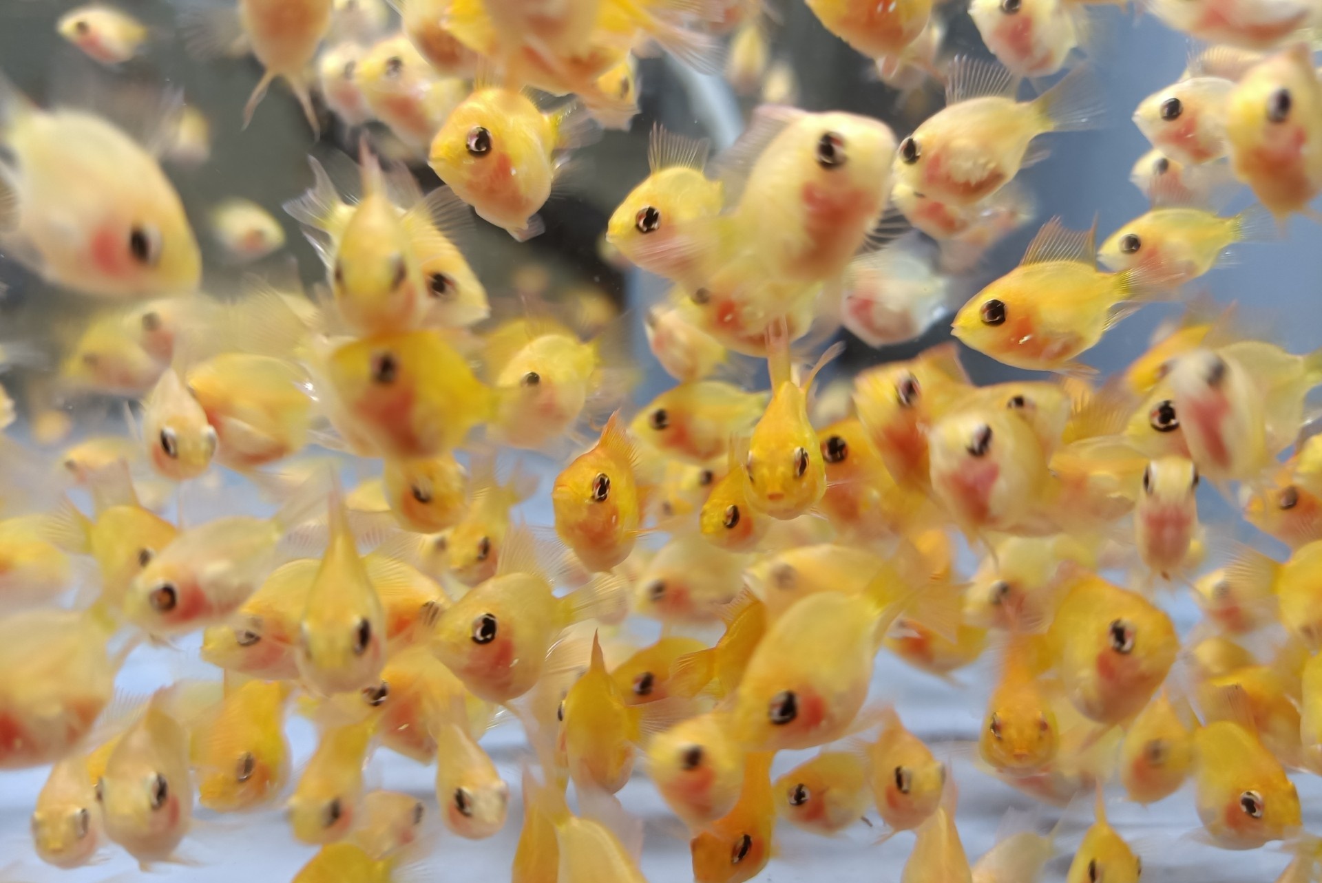 金波子好不好卖,金波子和什么鱼一起养