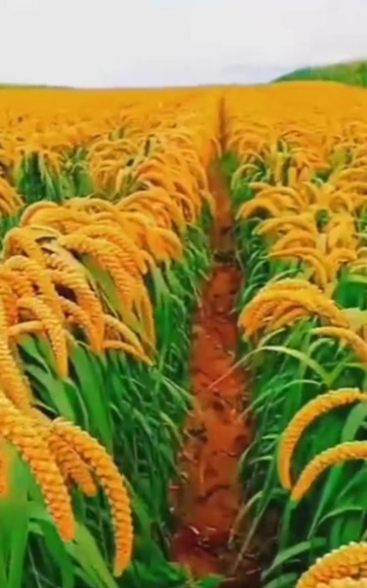 五谷丰登里面的五谷都是什么,五谷丰登的五谷是指哪五谷怎么读