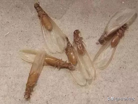 怎样防止白蚁从窗缝钻进去,长翅膀白蚁的消灭方法