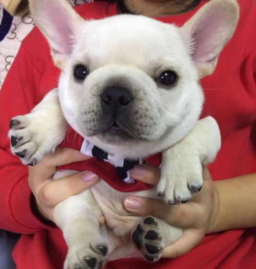 斗牛犬的体臭怎么去掉,法国斗牛犬有体臭掉毛吗