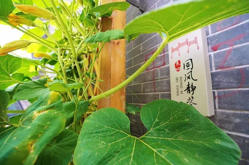 胡同里的日常生活,胡同里的北京生活