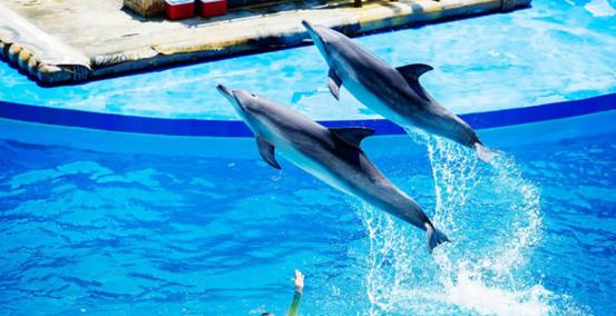 生蚝之乡广东阳江,生蚝之乡鲜蚝