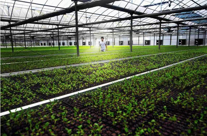 温州市平阳县水头镇特色产业,浙江省平阳县水头镇乡村振兴