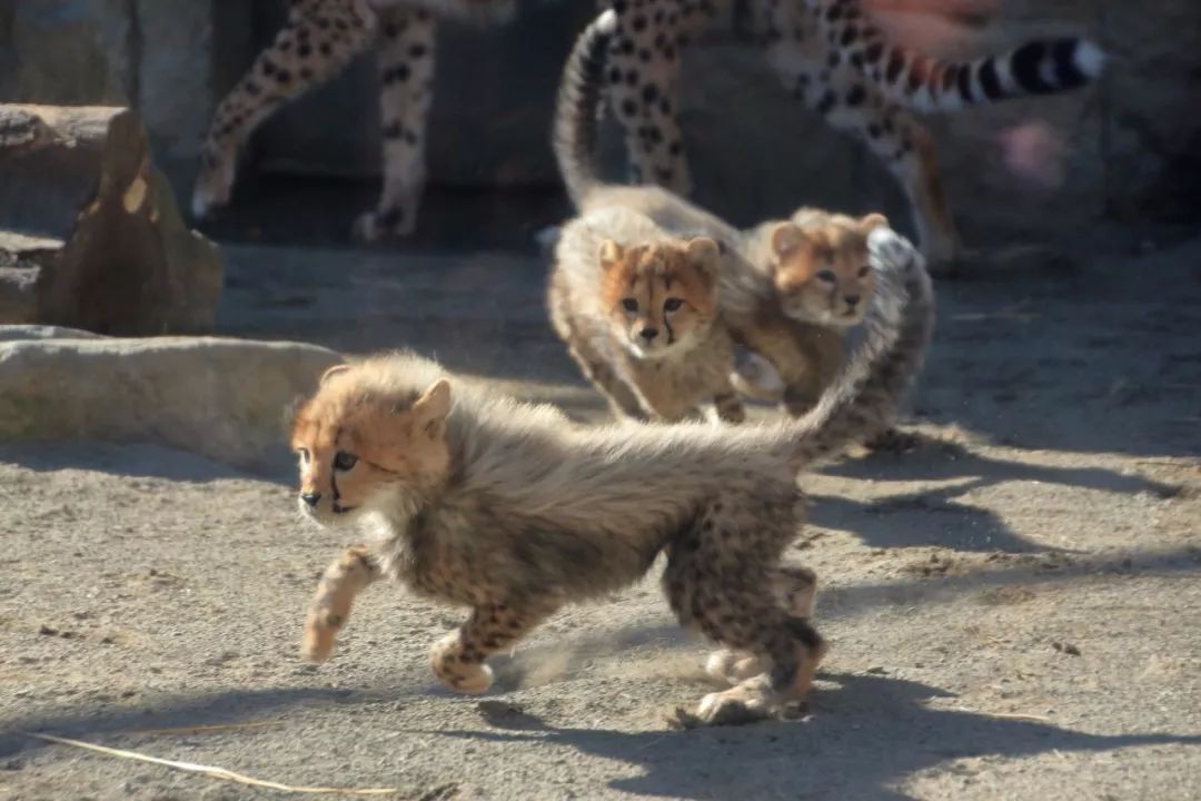 小幼崽靠在妈妈傍边偷偷哭,小崽崽趴在母亲怀里撒娇